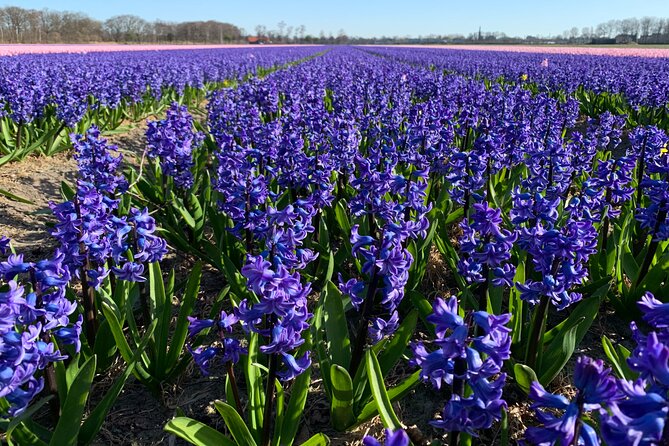 Enjoy the tulip fields by bicycle with a local guide! Tulip bike tour! - Cycling past Keukenhof Castle