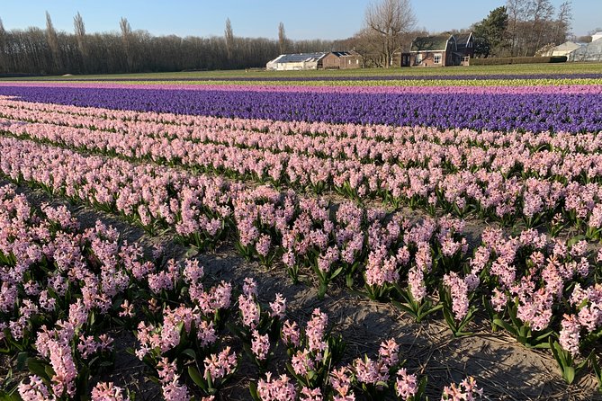 Enjoy the tulip fields by bicycle with a local guide! Tulip bike tour! - How the ride compares with visiting Keukenhof
