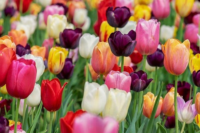 Enjoy the tulip fields by bicycle with a local guide! Tulip bike tour! - Starting at Restaurant Hanami Lisse