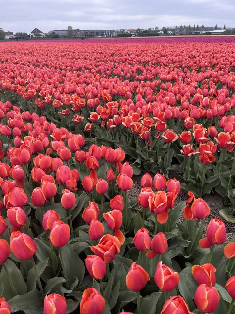 Enjoy the tulip fields in a Landrover with a local guide! - Why the Land Rover makes sense near Keukenhof