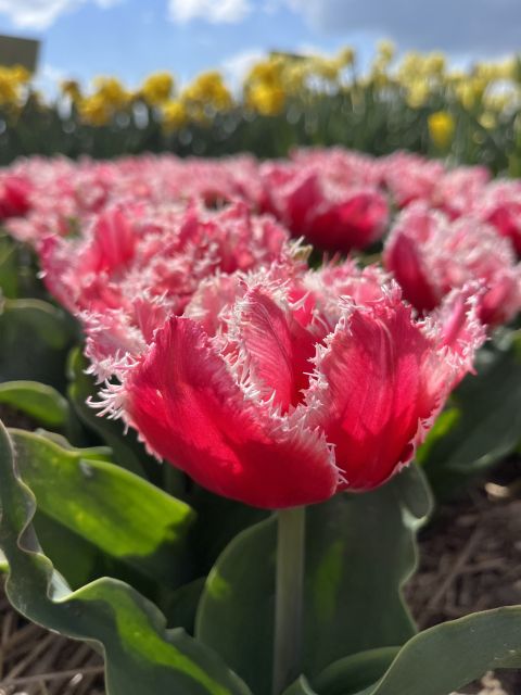 Enjoy the tulip fields in a Landrover with a local guide! - Lisse, St. Agatha Church, and the first flower views