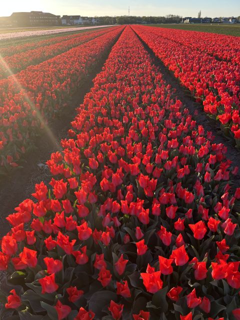 Enjoy the tulip fields in a Landrover with a local guide! - A drink and a walk through the Tulip Farm show garden