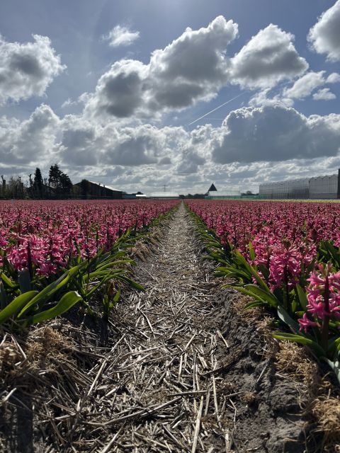 Enjoy the tulip fields in a Landrover with a local guide! - Keukenhof Castle and the final hour on the road