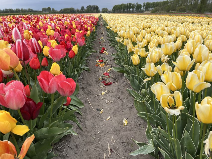 Enjoy the tulip fields in a Landrover with a local guide! - Is $100 per person good value?