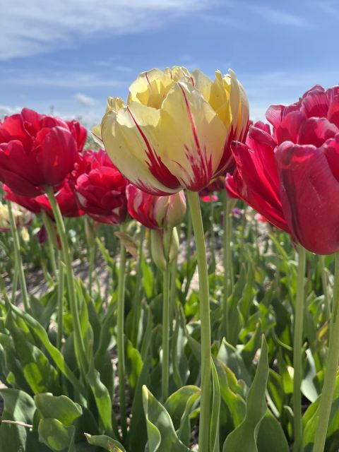 Enjoy the tulip fields in a Landrover with a local guide! - Meeting your guide at Restaurant Hanami