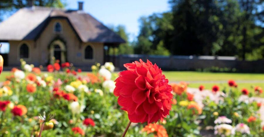 From Amsterdam: Holland Flower and Windmill Tour - summer ed - Why this flower-and-windmill pairing works