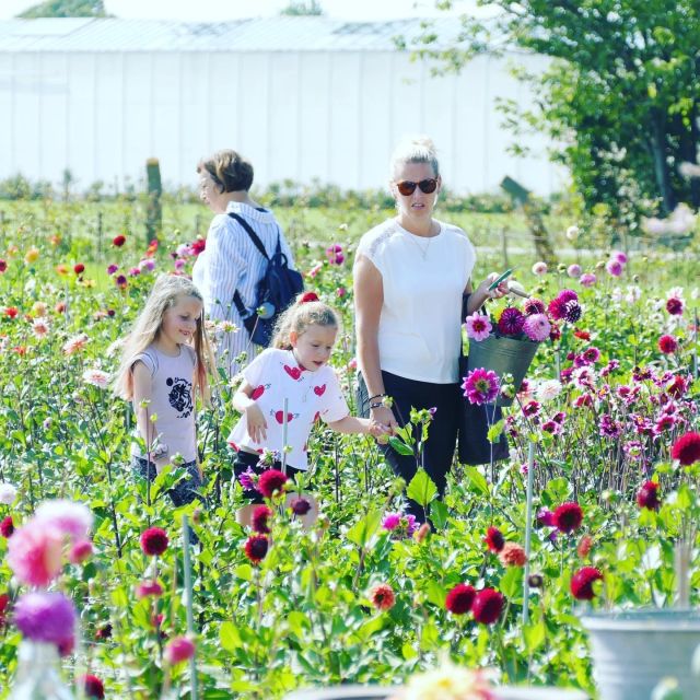 From Amsterdam: Holland Flower and Windmill Tour - summer ed - Meeting Daan at De Tulperij