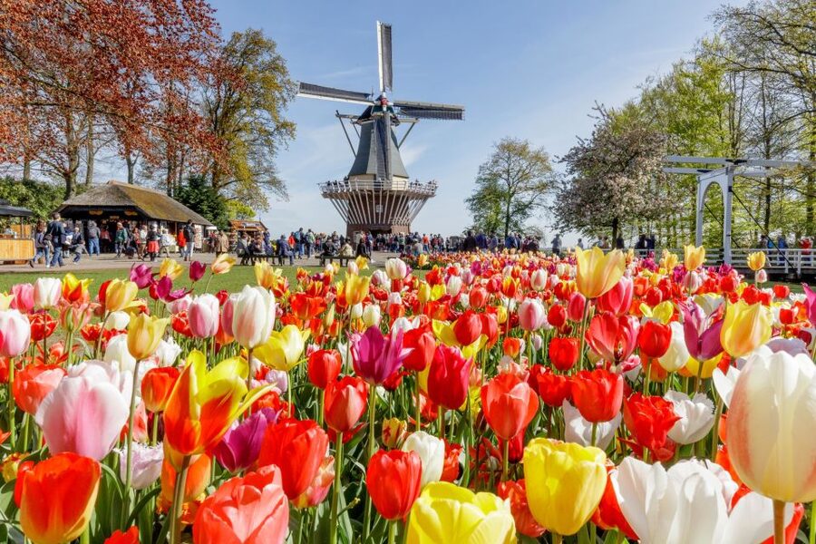 From Amsterdam: Keukenhof and Dutch Countryside Tour - Guides, group size, and the pace of the day