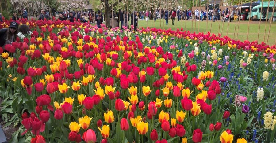 From Amsterdam: Keukenhof and Zaanse Schans Small Group Tour - Why this tour works as a Dutch day out