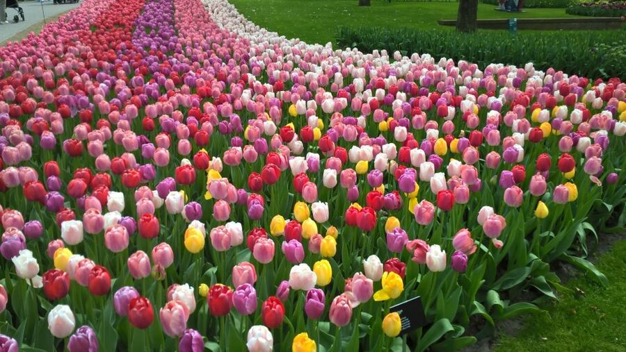 From Amsterdam: Keukenhof and Zaanse Schans Small Group Tour - Three hours among Keukenhof’s spring flowers