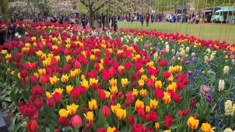 From Amsterdam: Keukenhof and Zaanse Schans Small Group Tour - What the guide adds