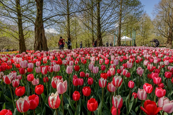 From Amsterdam: Keukenhof Gardens Ticket and Transfer - Three hours among tulips, hyacinths, and daffodils