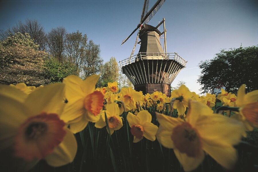 From Amsterdam: Keukenhof Gardens & Tulip Experience Tour - What the guide adds