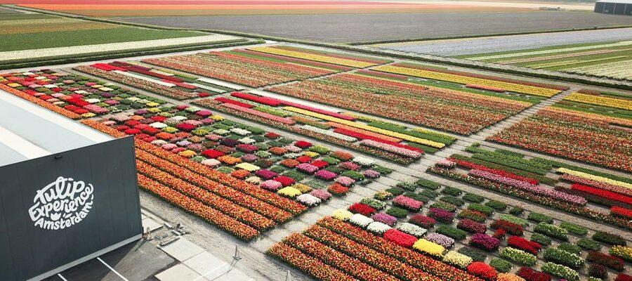 From Amsterdam: Keukenhof Gardens & Tulip Experience Tour - Tulip Experience Amsterdam: a closer look at the flower business