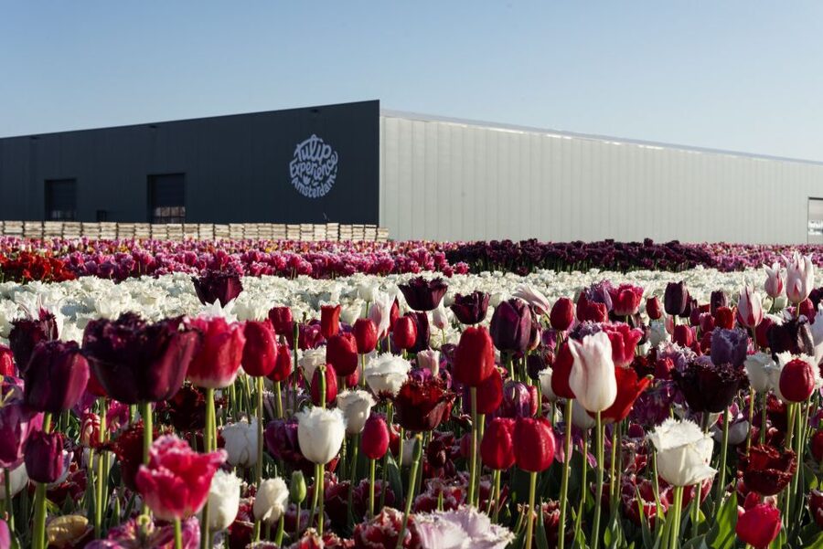 From Amsterdam: Keukenhof Gardens & Tulip Experience Tour - The short transfer to Keukenhof