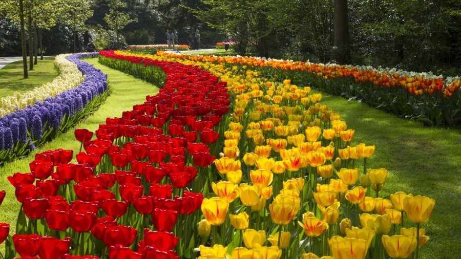 From Amsterdam: Keukenhof Gardens & Tulip Experience Tour - Timing your visit around the tulip season