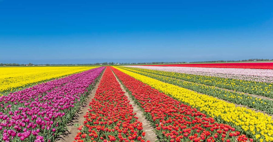 From Amsterdam: take the famous Tulip route tour - Key points at a glance