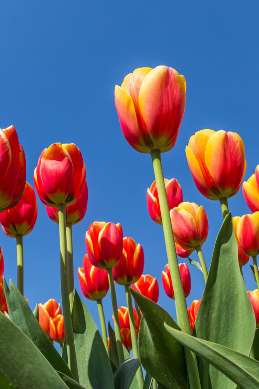 From Amsterdam: take the famous Tulip route tour - Why the Noordoostpolder route feels different