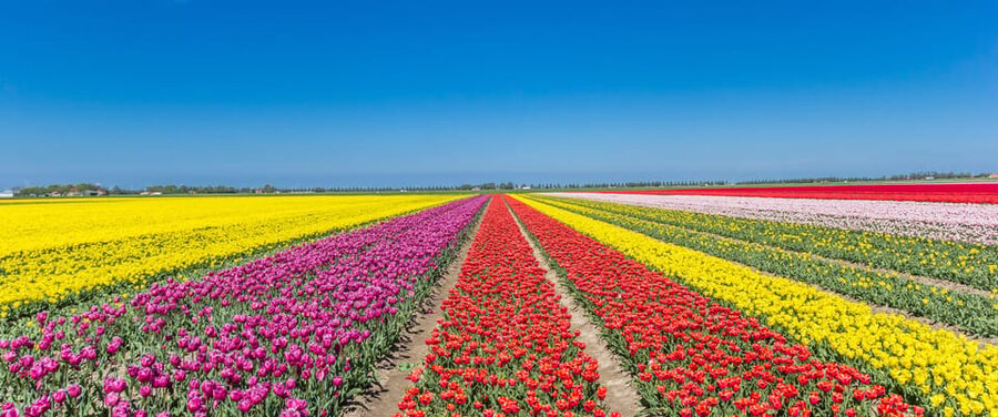 From Amsterdam: take the famous Tulip route tour - Coffee and a local biscuit at 10:15