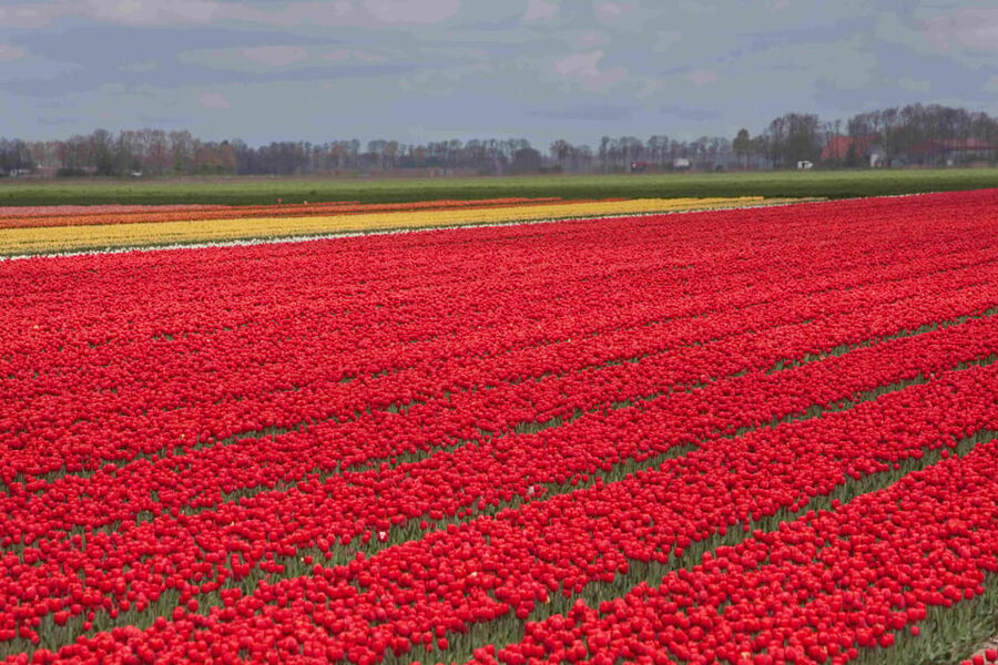 From Amsterdam: take the famous Tulip route tour - The 2:00 stop at Tulip Experience Field
