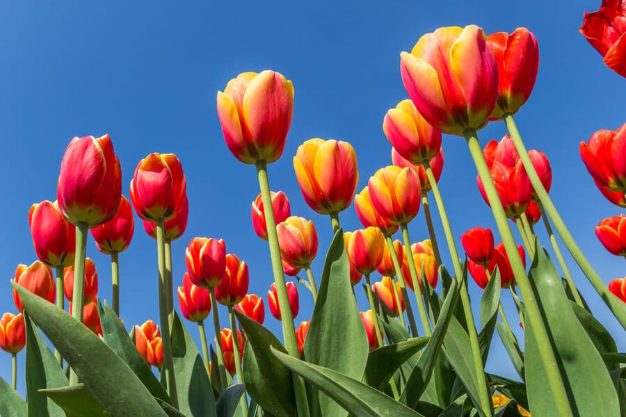 From Amsterdam: take the famous Tulip route tour - Practical tips for a better day