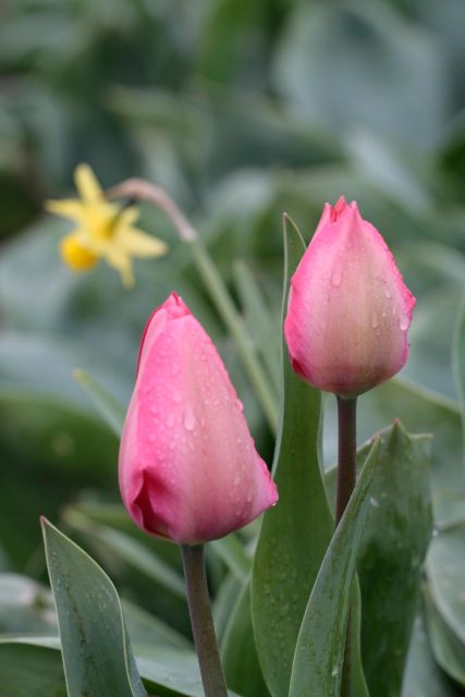 From Amsterdam: Tulip Fields of Holland Tour - Lisse: the first look at the flower fields