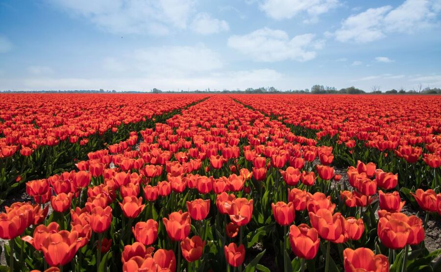 From Amsterdam: Tulip Fields of Holland Tour - De Tulperij and the apple pie pause