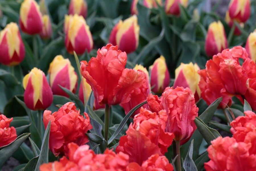 From Amsterdam: Tulip Fields of Holland Tour - What the small group changes