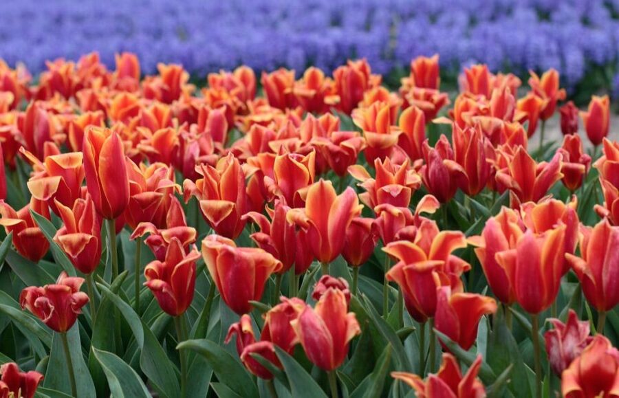 From Amsterdam: Tulip Fields of Holland Tour - Is $200 good value?