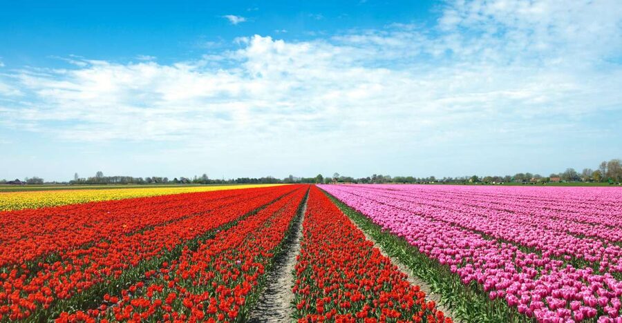 From Amsterdam: Tulip Fields of Holland Tour - The season matters more than the brochure