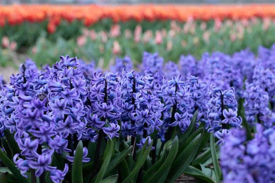 From Amsterdam: Tulip Fields of Holland Tour - Who should book this outing?