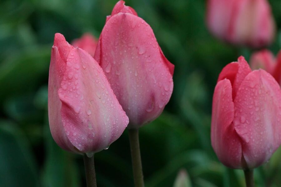 From Amsterdam: Tulip Fields of Holland Tour - Meeting in Amsterdam and setting out by van