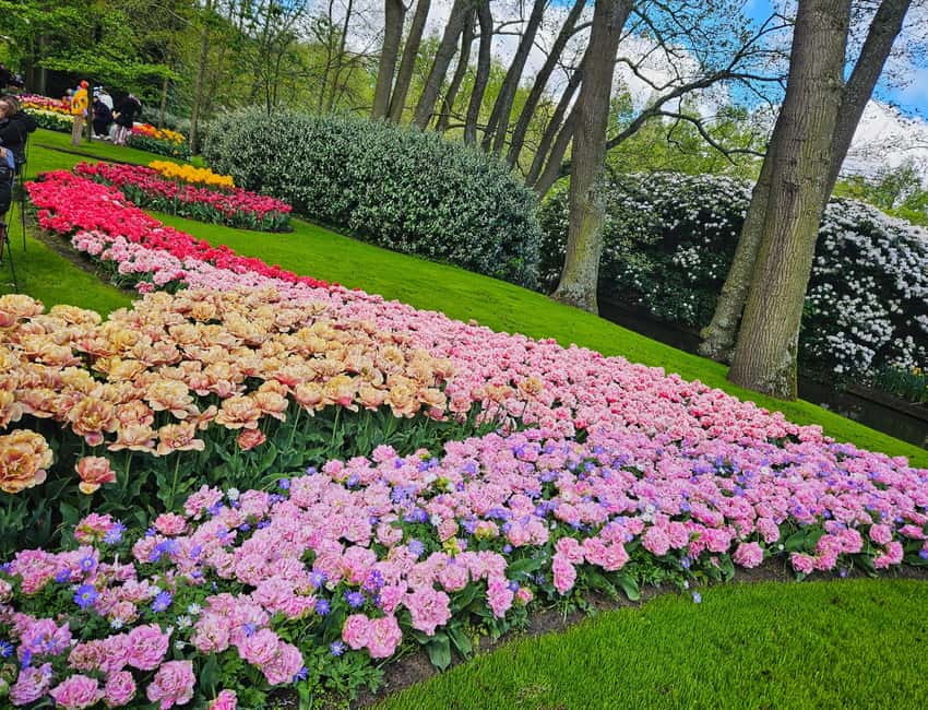 From Amsterdam: Tulip Tour Keukenhof & City Tour Delft - Should you book the Keukenhof and Delft tour?