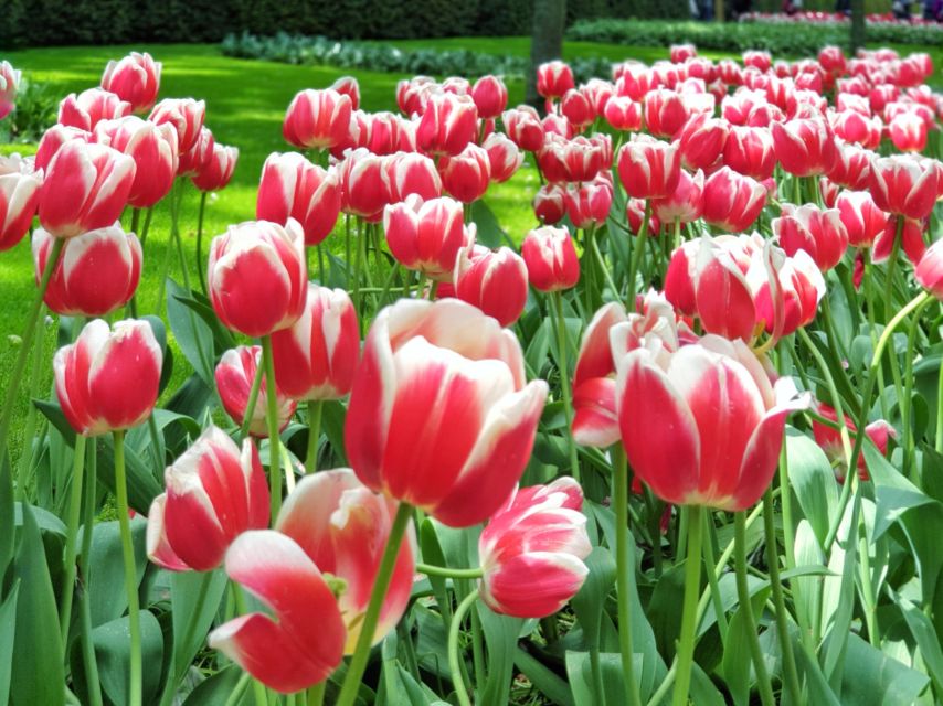 From Amsterdam: Tulip Tour Keukenhof & City Tour Delft - Keukenhof is the reason to book this spring tour