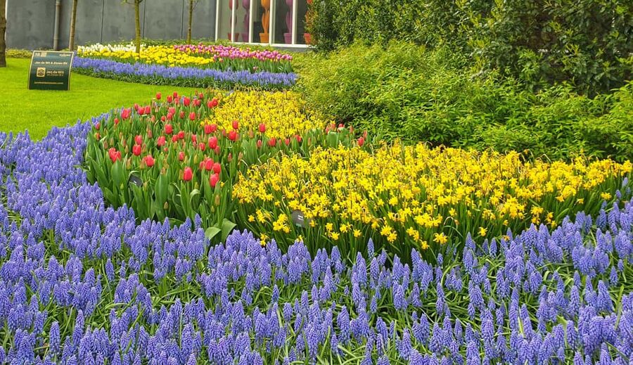 From Amsterdam: Tulip Tour Keukenhof & City Tour Delft - The ride from Amsterdam and what the schedule means
