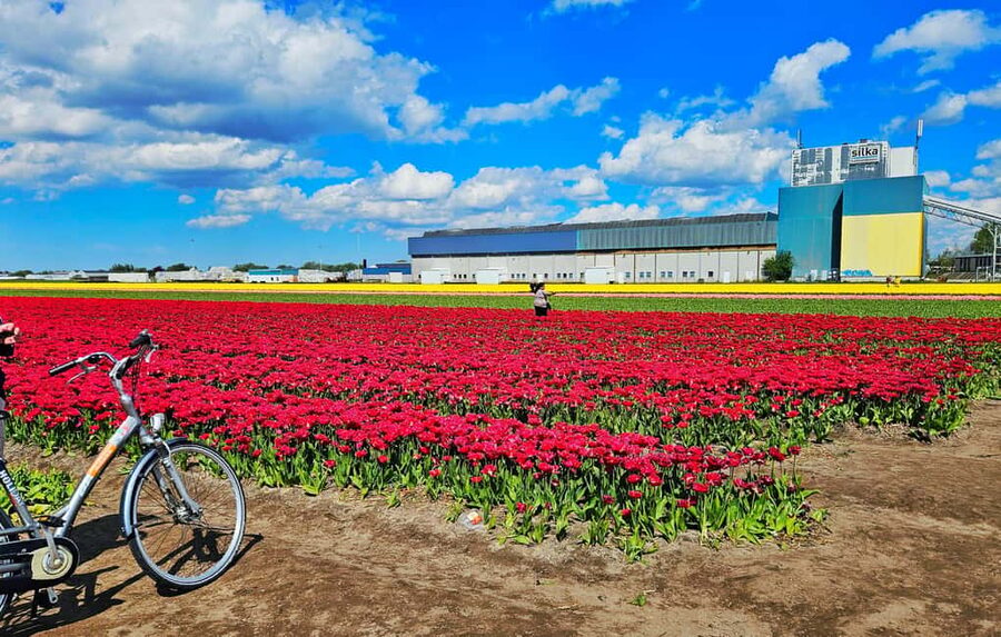 From Amsterdam: Tulip Tour Keukenhof & City Tour Delft - Walking, clothing, and family details