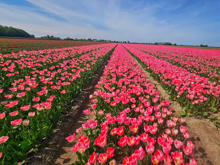 From Amsterdam: Tulip Tour Keukenhof & City Tour Delft - What the Keukenhof time feels like