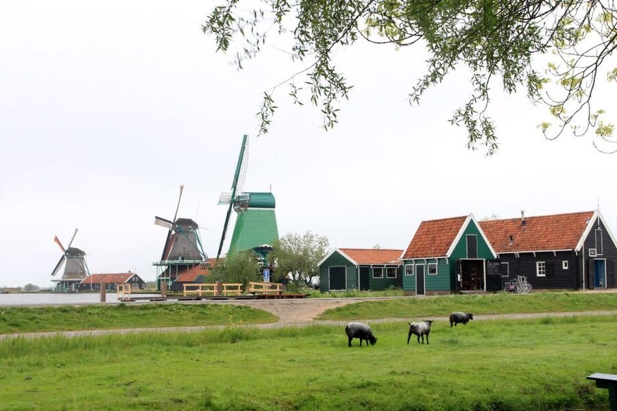 From Amsterdam: Windmills of Zaanse Schans Tour - Language and guiding