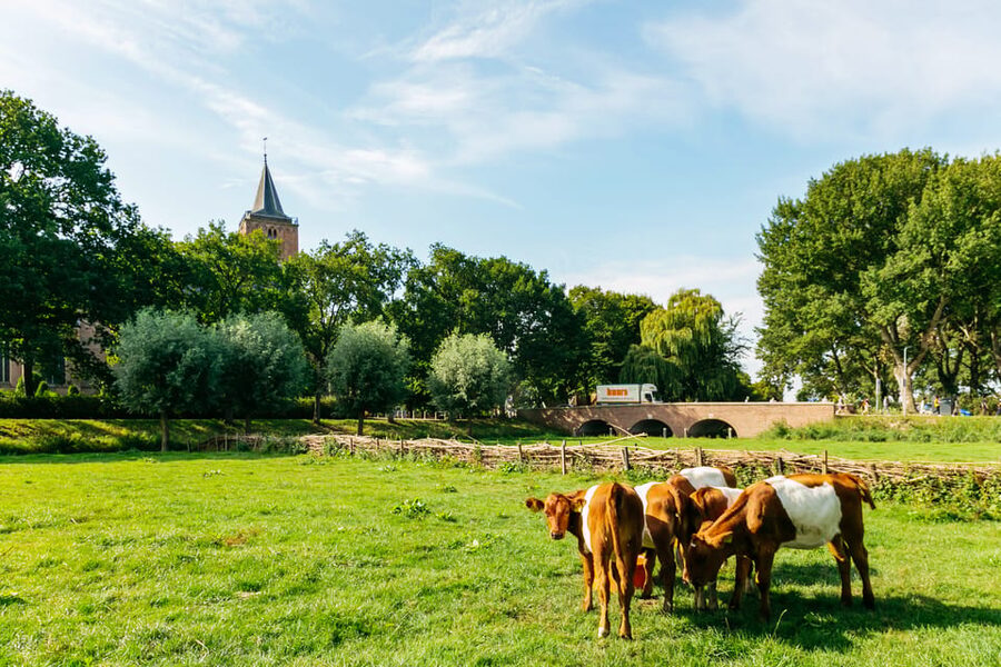 From Amsterdam: Zaanse Schans, Edam, & Marken Full-Day Trip - The cheese farm: the most useful tasting stop
