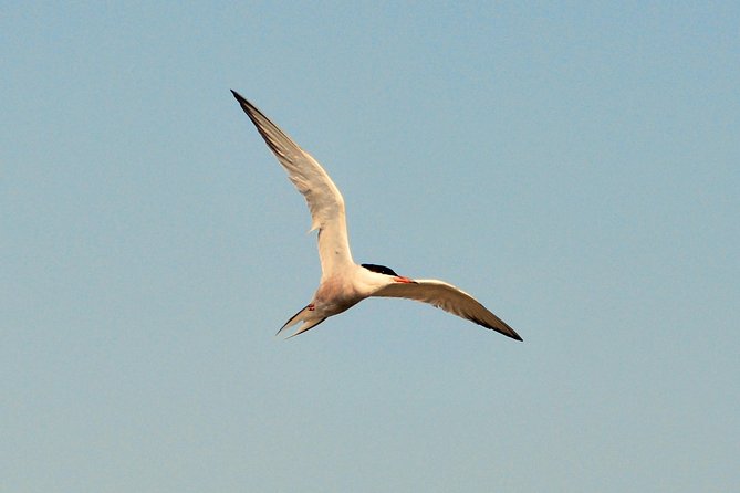 Full day tour to Texel - Friesian Islands - from Amsterdam - The 8:00 a.m. start and journey from Amsterdam