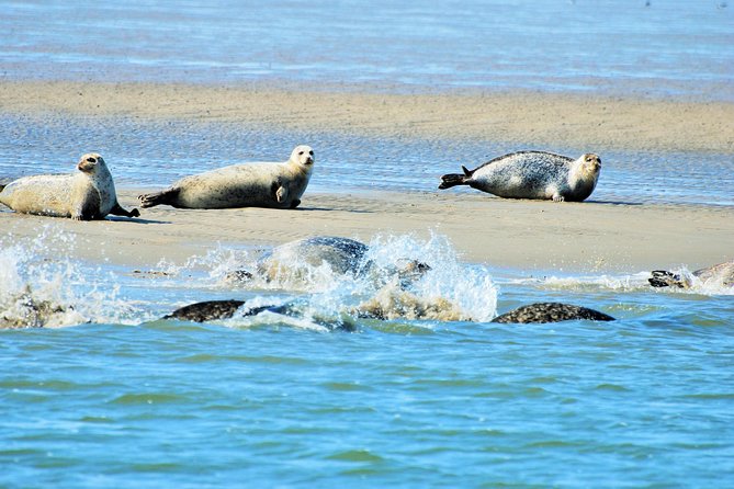 Full day tour to Texel - Friesian Islands - from Amsterdam - Five hours to see Texel’s villages, dunes, and beaches