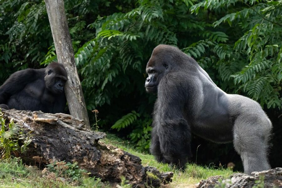 GaiaZOO Entry Ticket - Key points at a glance