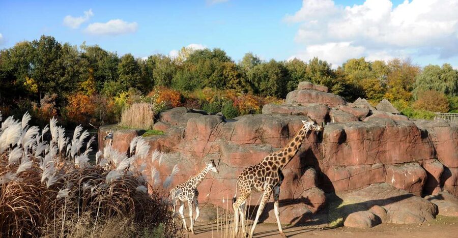 GaiaZOO Entry Ticket - South America brings rocks, streams, and pampas grasses
