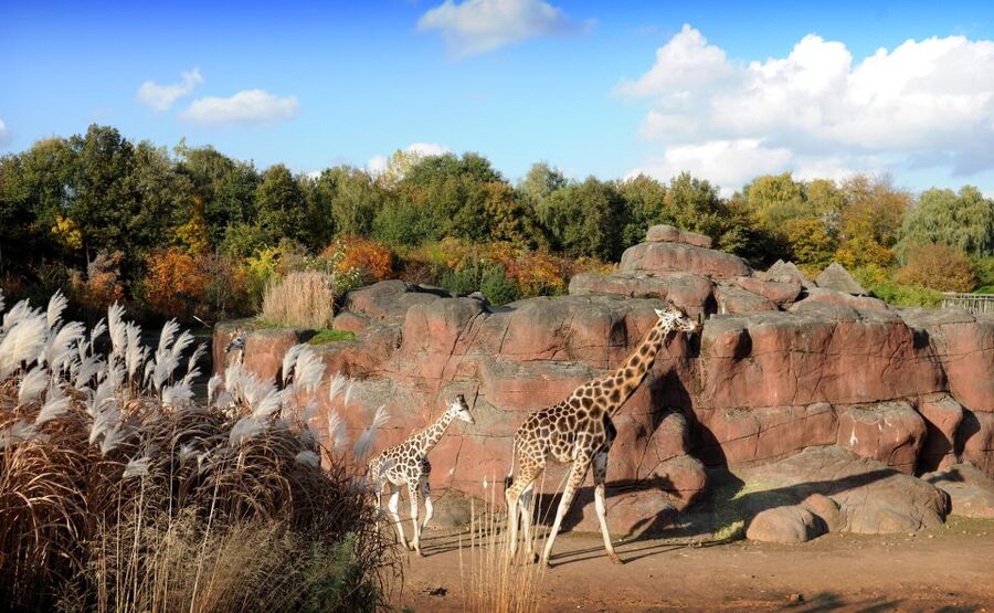 GaiaZOO Entry Ticket - The Savanna brings the big animals