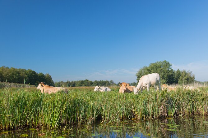 Giethoorn: Highlights Canal Cruise and Sightseeing Village - Gloria Maris, a free stop for shell collectors
