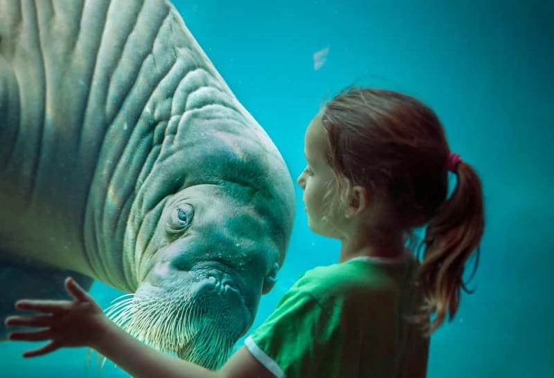 Harderwijk: Dolfinarium Entry Ticket - Why Dolfinarium Works as a Full Family Day
