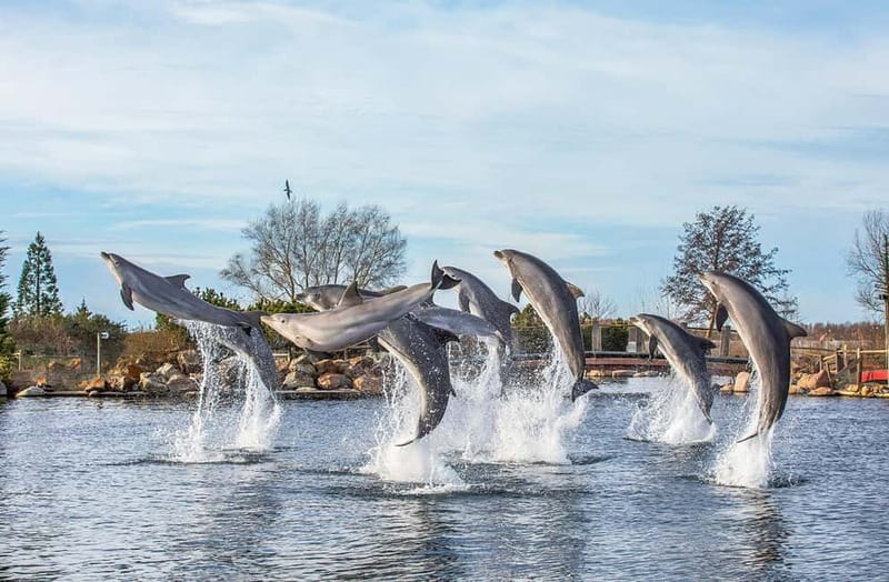 Harderwijk: Dolfinarium Entry Ticket - Four Play Areas Make the Day Easier on Children