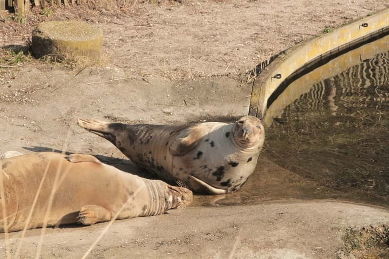 Harderwijk: Dolfinarium Entry Ticket - Waterpret Adds Seven Slides in Warm Weather