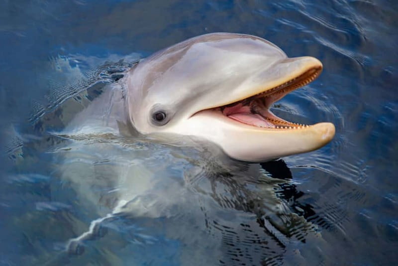 Harderwijk: Dolfinarium Entry Ticket - How to Get Good Value From the $28 Ticket