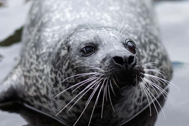 Harderwijk: Dolfinarium Entry Ticket - Who Will Enjoy This Most